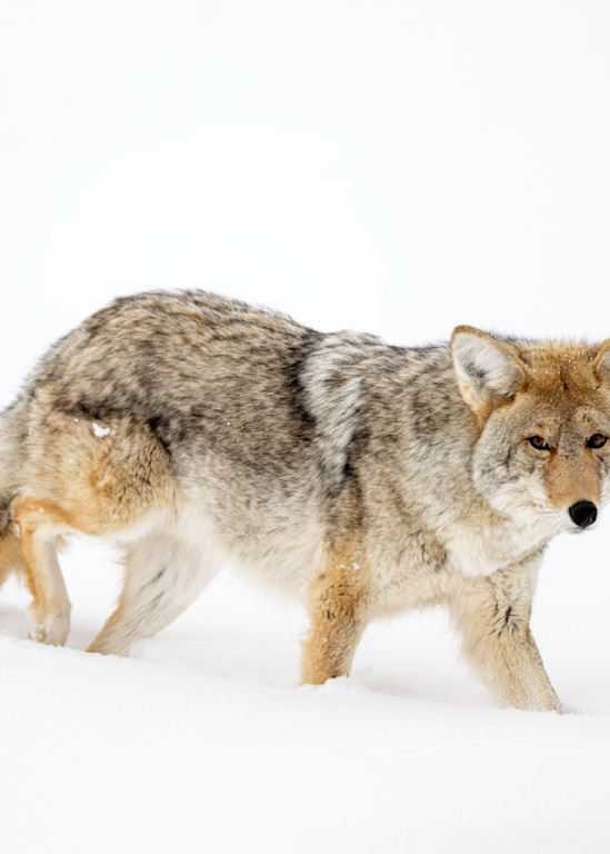 Coyote In Winter, Yellowstone National Park Photography Art | Tom Ingram Photography
