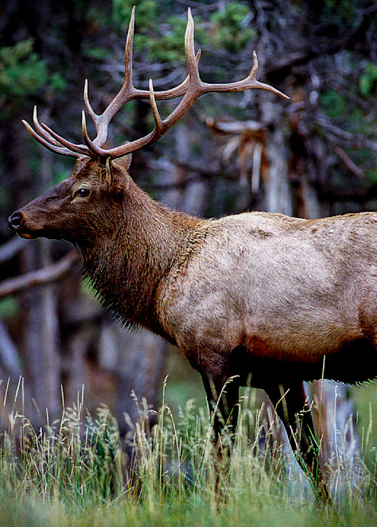 DP66 Bull Elk 