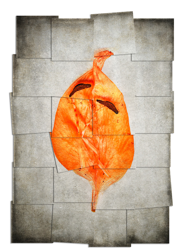 Orange Lily Stem Collage Photography Art | Majed Fine Art Photography