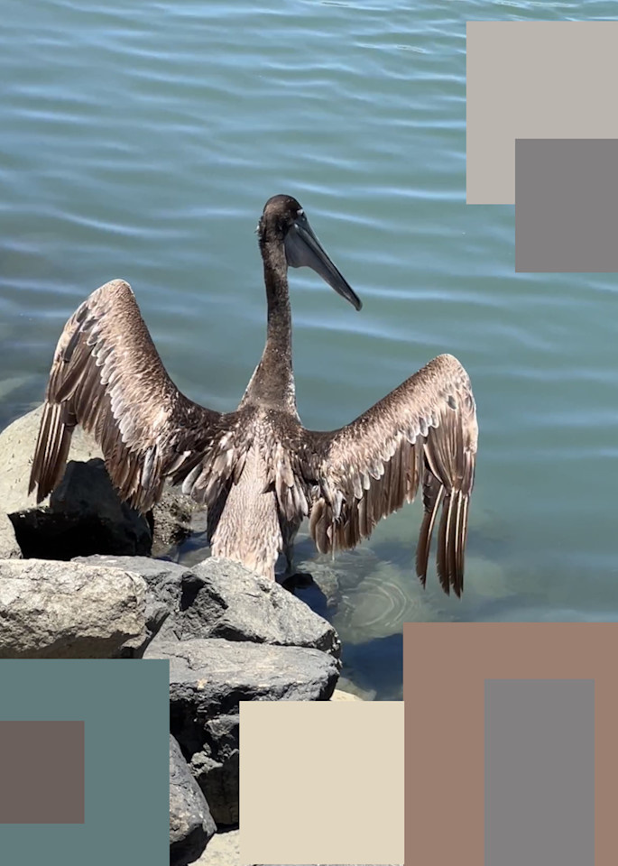 Brown Pelican 3 Art | Irena Orlov Art