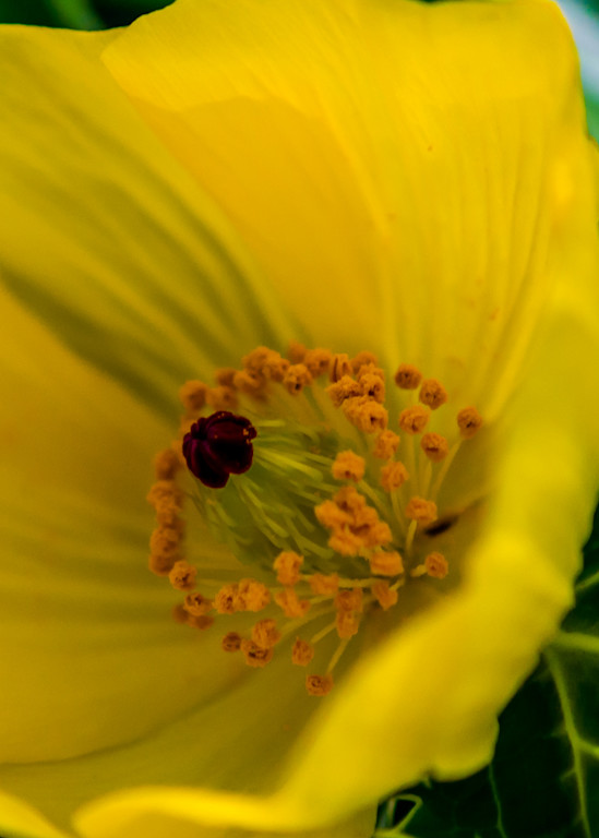 Mexican Poppy   2 Photography Art | Images by Robert Barr