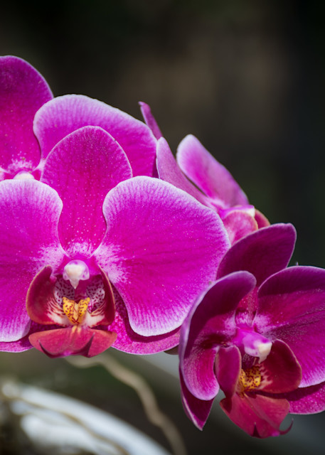 Orchid Season Begins Photography Art | Images by Robert Barr