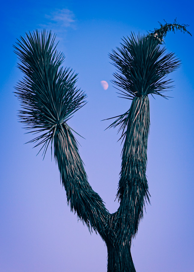 Chill Cactus Photography Art | Majed Fine Art Photography