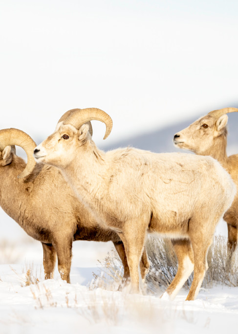 Big Horn Sheep, Jackson Elk Refuge  Photography Art | Tom Ingram Photography