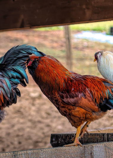 Three Roosters On Fence Photography Art | Photoeye Inc