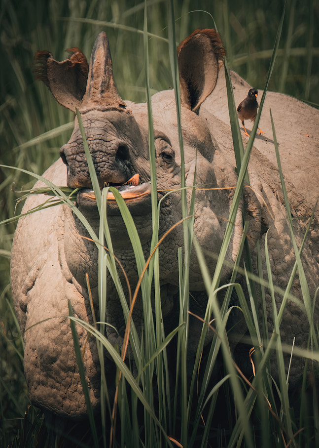 Rhino & Company   Chitwan, Nepal Photography Art | matthewryanphoto