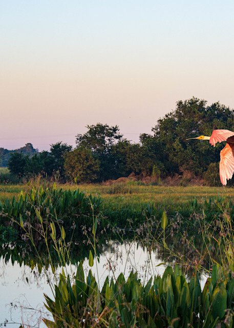 Roseate Spoonbill In The Morning Photography Art | Images by Robert Barr