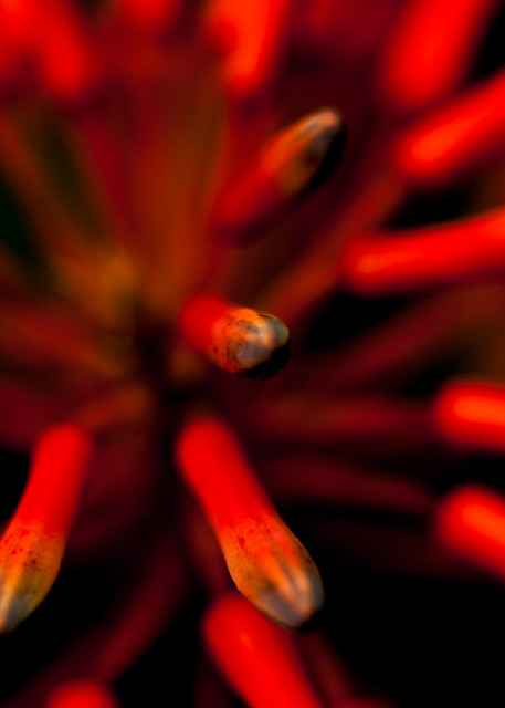 Covid Flower 3 Photography Art | Walter Lockwood Photography