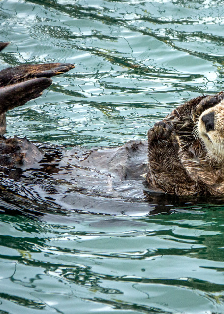 Sea Otter