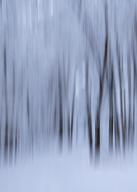 Abstract of birch forest in winter in Alaska.