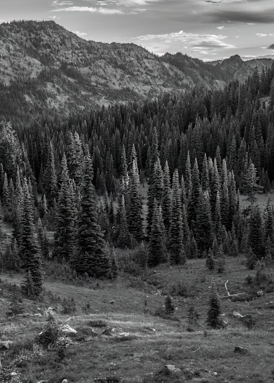 Alpine Meadows, Chinook Pass, Washington, 2022