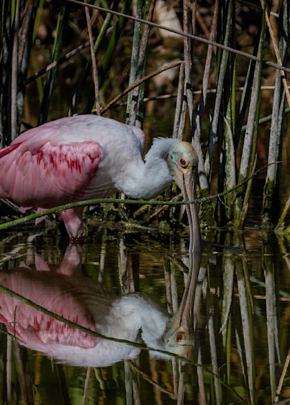 Roseate Spoonbill Reflecting Photography Art | johnnelson