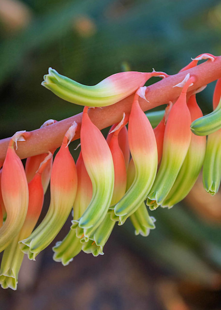 Who says the desert isn't colorful? The showy bloom of the aloe plant is a welcome sight during the desert winter.