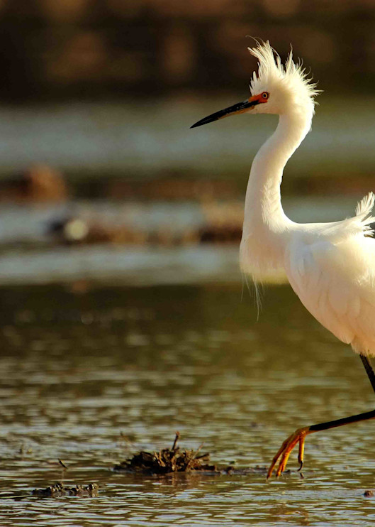 A snowy egret stalks its prey in the swampy pond at the Gilbert Riperian Preserve in Arizona.