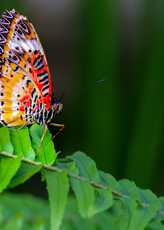 Lacewing Butterfly Photography Art | NKF Fine ART