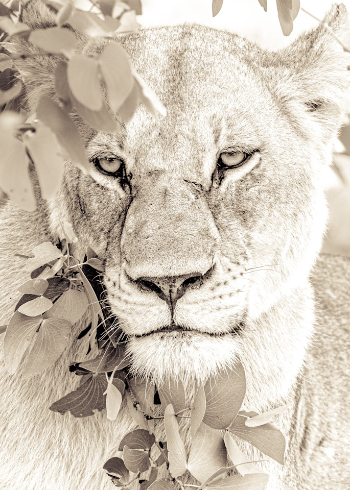 Lioness in Foliage