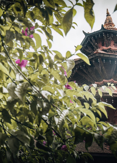 Terracotta Foliage   Bandipur, Nepal Photography Art | matthewryanphoto