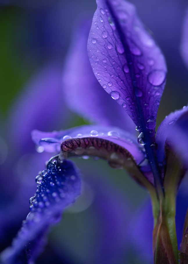 Capturing Nature's Beauty: A Macro Photograph of a Stunning Iris with Water Drops, available on canvas, metal, or fine art.