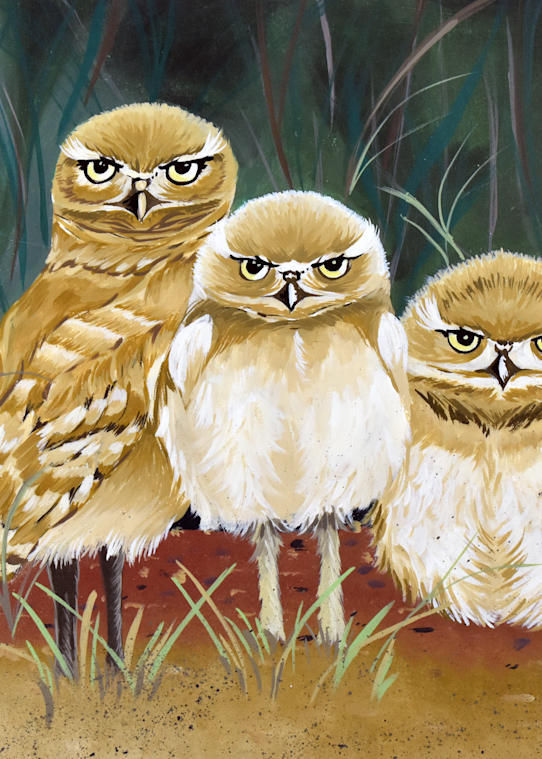 John Catalfamo   Owls Nest Art | John Catalfamo Art