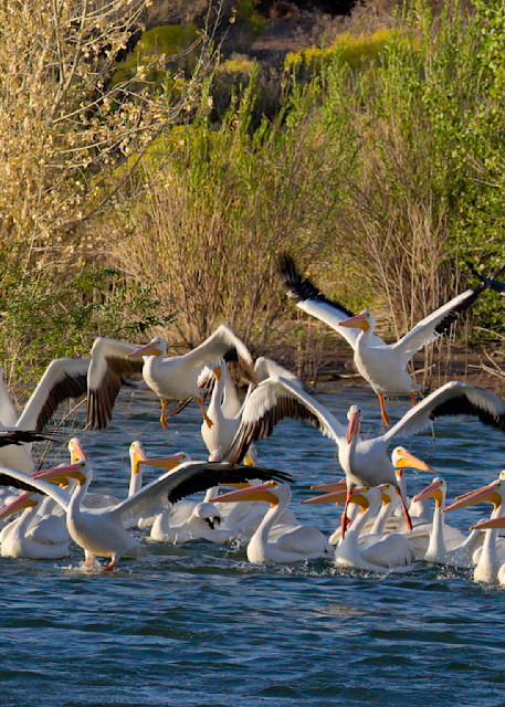 White Pelicans - Kayenta