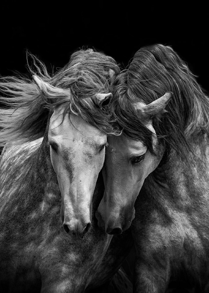 Two Andalusian Stallions Tote Photography Art | Living Images by Carol Walker, LLC