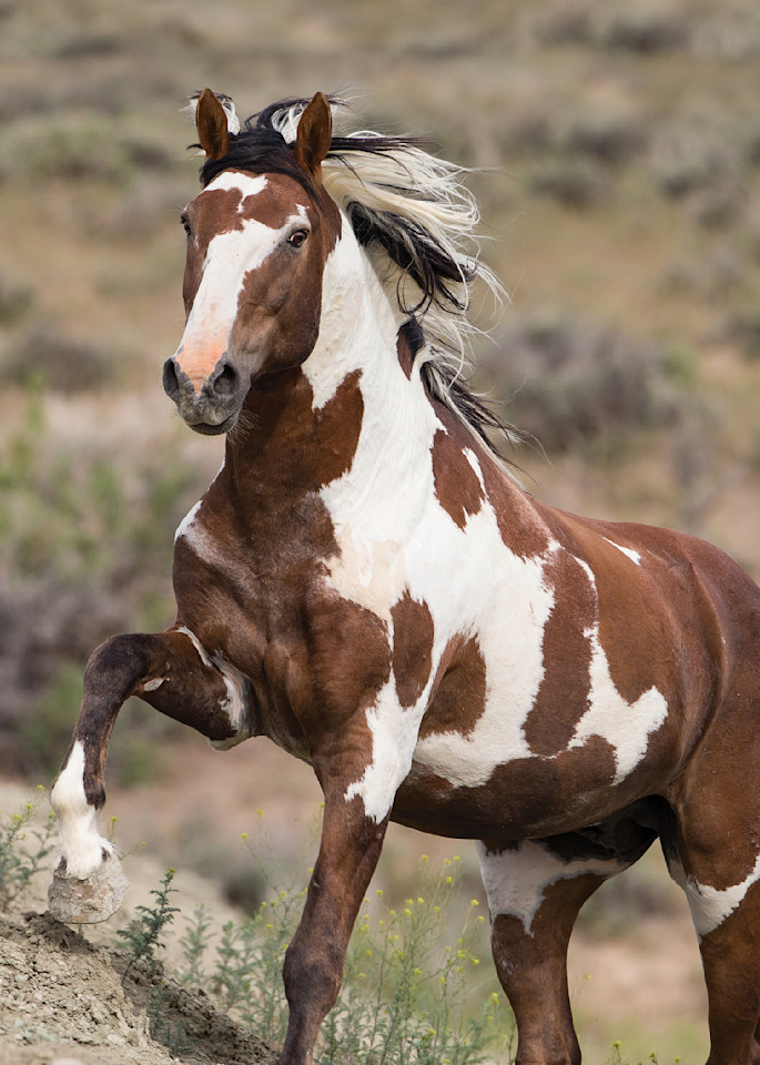 Picasso Runs Up Tote Photography Art | Living Images by Carol Walker, LLC