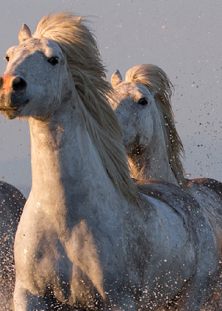 The Magnificent Seven Photography Art | Living Images by Carol Walker, LLC