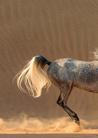 Dune Run Photography Art | Living Images by Carol Walker, LLC