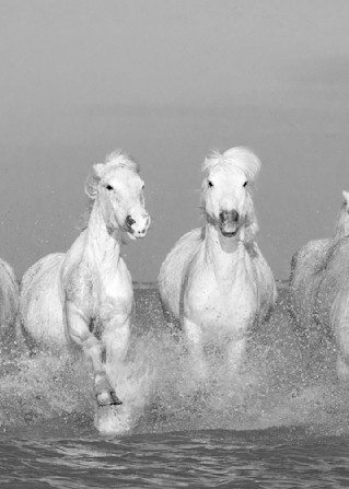Eight White Horses Running Photography Art | Living Images by Carol Walker, LLC