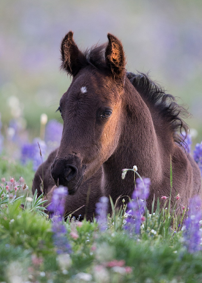 Filly In The Lupine Photography Art | Living Images by Carol Walker, LLC