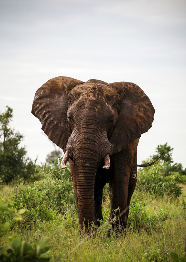 Elephante  Photography Art | RoVan Media Prints
