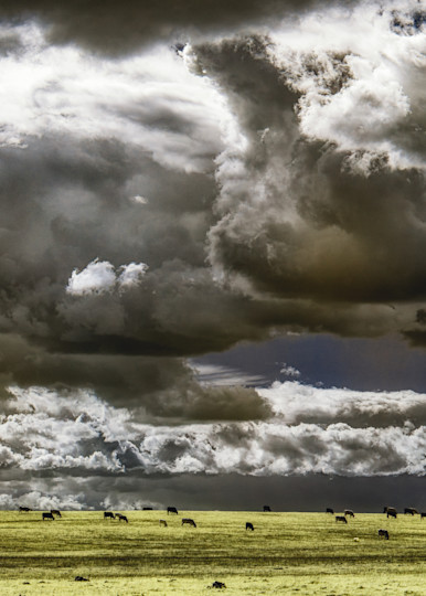 Cows Grazing, Clouds, Approaching Storm, Yuba County, California. Photography Art | davidarnoldphotographyart.com
