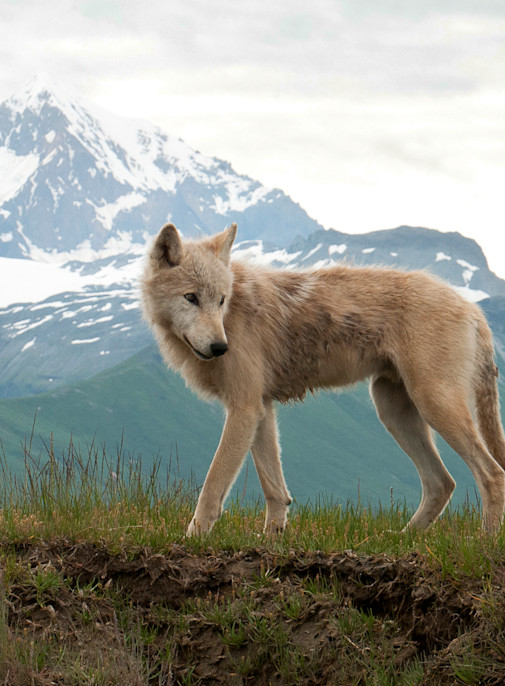 Majestic Wolf in its natural habitat proud and free | Nicki Geigert, Photography