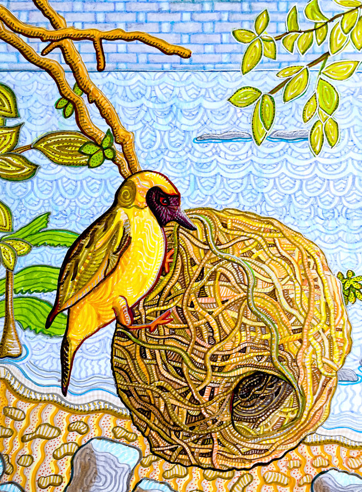 Gift Shop: Masked Weaver -Lake Malawi