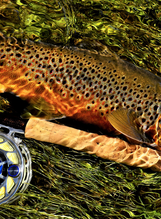 Brown Trout With Rod And Reel In Water Photography Art Fly