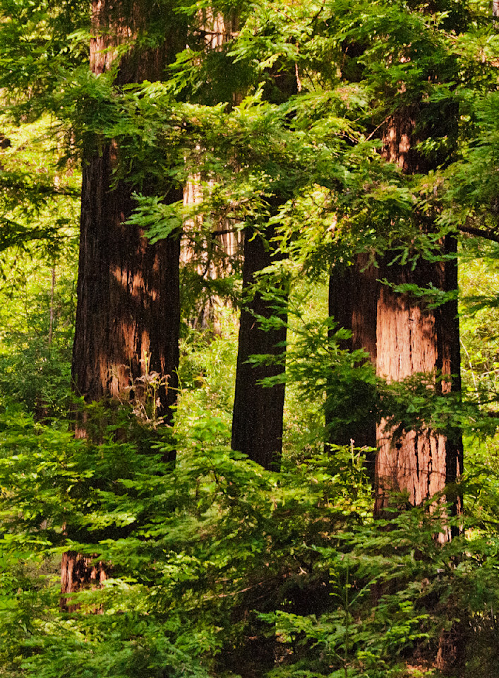 California Redwoods  Photography Art | Barbara Masek Photography