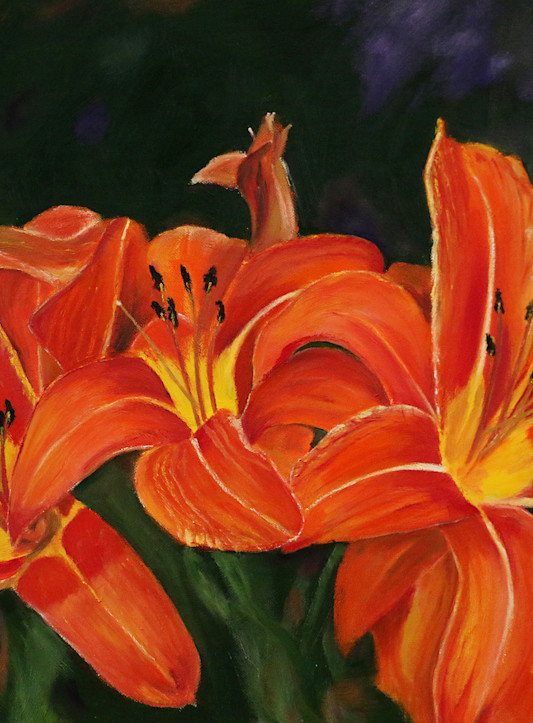 Orange Daylilies