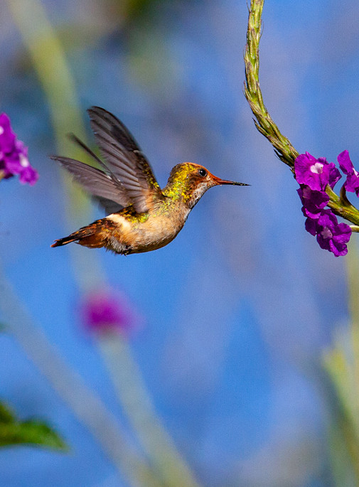 Hummingbird Hovering While Feeding Greeting Card | Nicki Geigert, Photographer