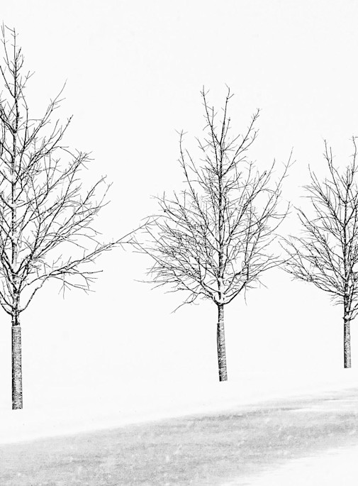 Four Trees In Snow Art | Ken Evans Fine Art Photography