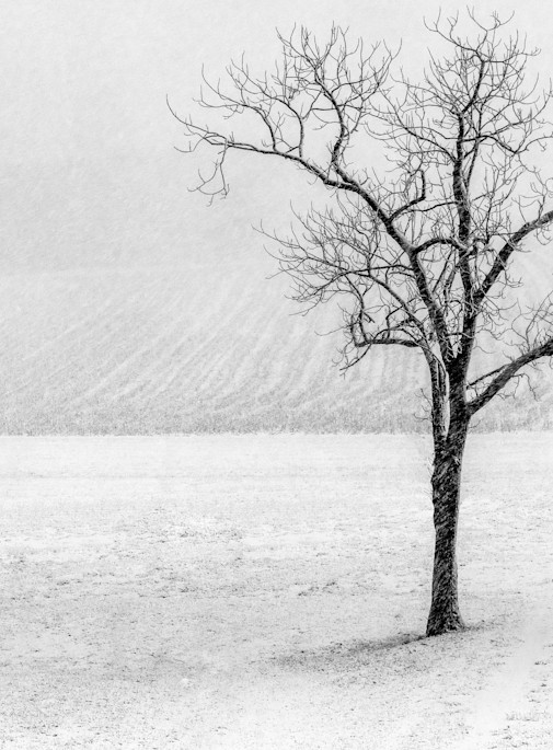 Snowing Solo Tree Art | Ken Evans Fine Art Photography