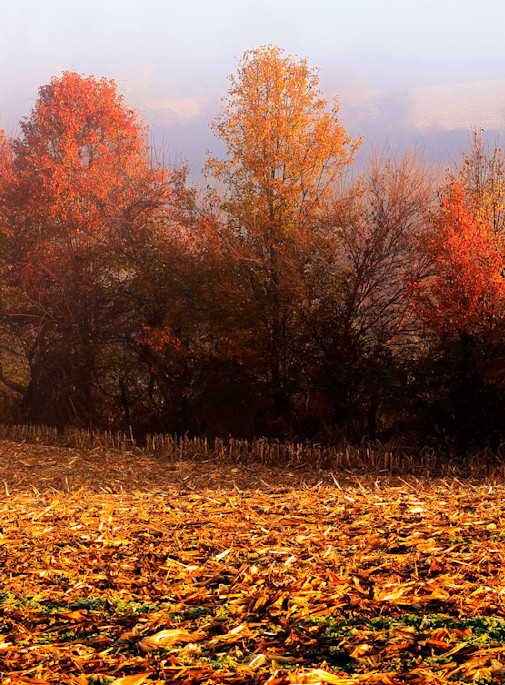 Cut Field Maples Art | Ken Evans Fine Art Photography
