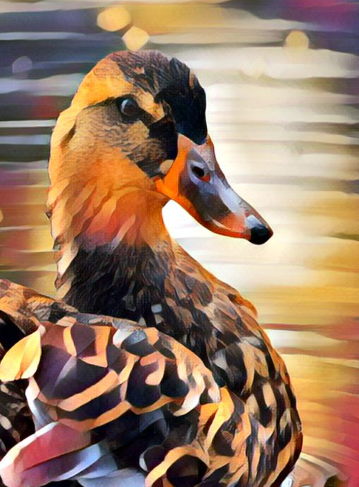 Duck Fall Colors  Art | Dave Fox Studios