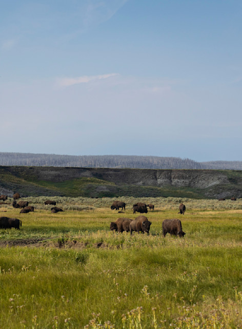 Buffalo 7 Photography Art | GZS Studio