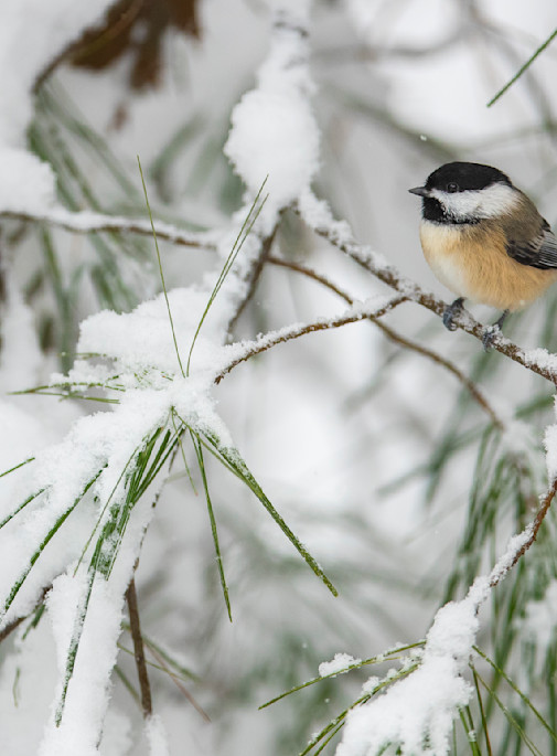 Chickadee on a  Snowy Pine Branch greeting card.