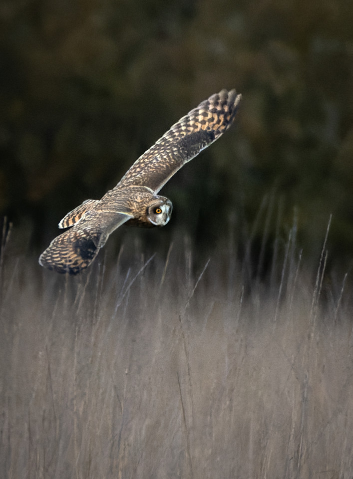 Short Eared Owl Flight 3 Photography Art | CSY Photography