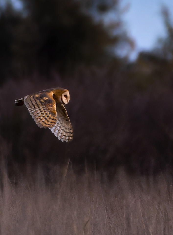 Barn Owl Flight 1 Photography Art | CSY Photography