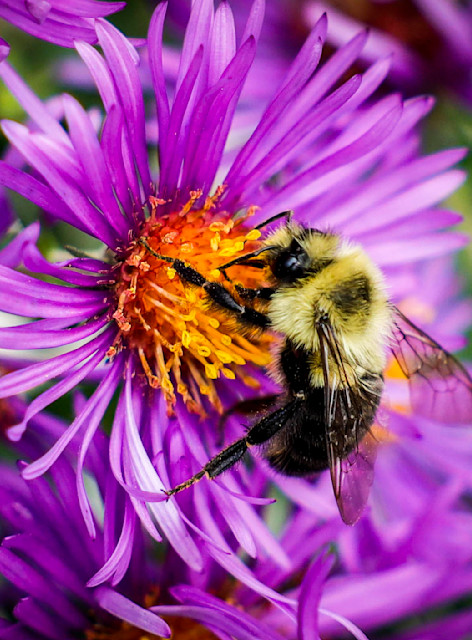 Hungry Bumble Bee Photography Art | corysewardphotography