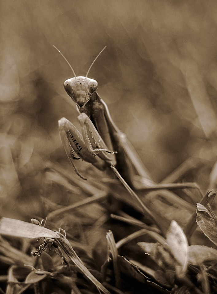 Mantis Art | tommurray