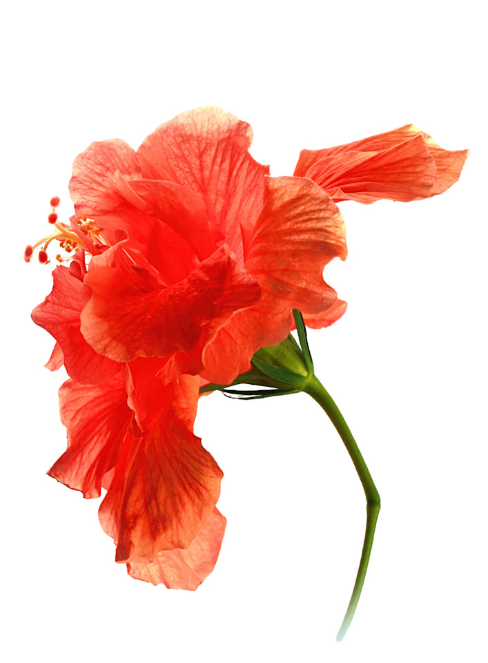 Hibiscus Art | tommurray