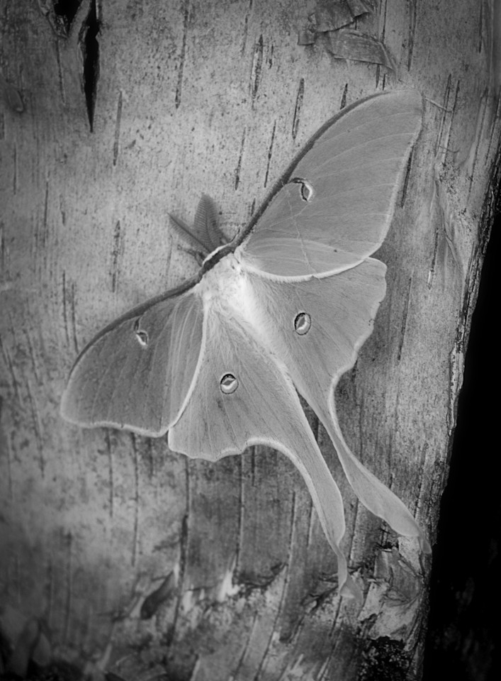 Luna Moth Art | tommurray